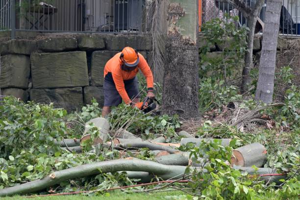 Best Arborist Services Near Me  in Bonnetsville, NC